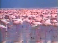 Geo Kids (1994-1995)