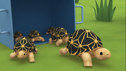Leo the Wildlife Ranger (2015)