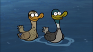 Nature Cat (2015-2024)