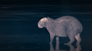 Night on Earth (2020)