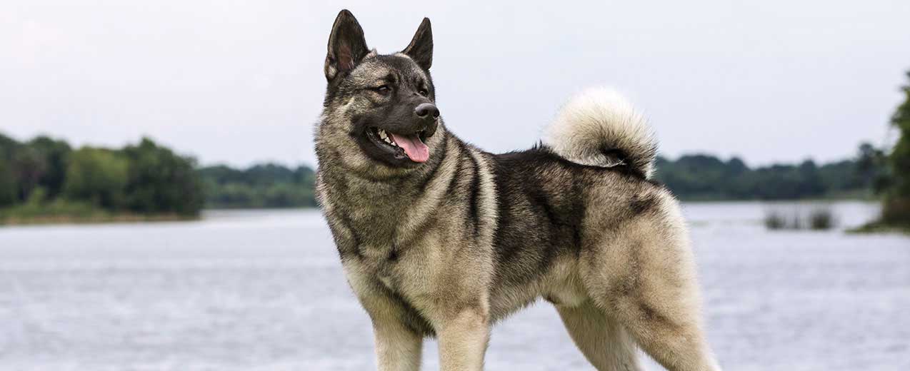 Norwegian wolf dog 2025