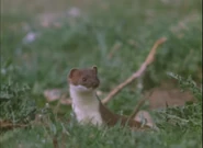 The Vanishing Coveys (1976)