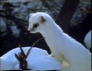 The Velvet Claw (1992)