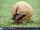 Brazilian Three-banded Armadillo