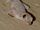 Tropical House Gecko