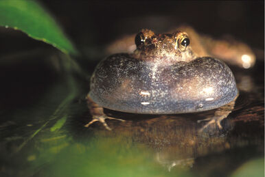 Senegal Running Frog | NatureRules1 Wiki | Fandom