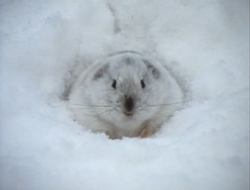 Collared Lemming  Explore the Ice Age Midwest