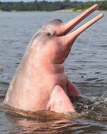 Amazon River Dolphin Naturerules1 Wiki Fandom