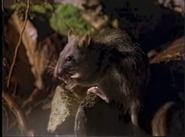 Amazing Animals (1996-1999)