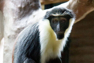 Grey Snub-nosed Monkey | NatureRules1 Wiki | Fandom