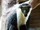 Diana Monkey