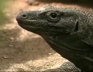 The Search for the World's Most Secret Animals (1989)