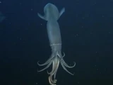 Humboldt Squid