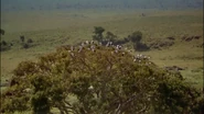 Africa: The Serengeti (1994)