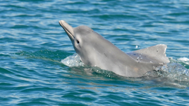 Australian Humpback Dolphin
