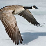 Upland Goose, NatureRules1 Wiki