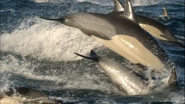 Earthflight (2012)
