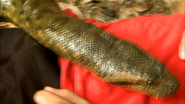 Nature's Deadliest (2010)