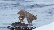 Planet Earth II (2016)