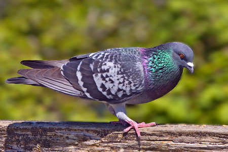 Rock Pigeon  Celebrate Urban Birds
