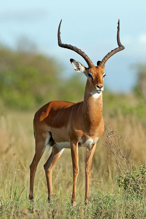 impala animal