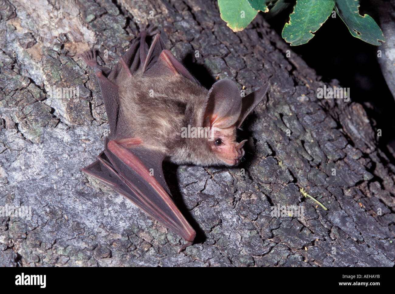 leaf nosed bat