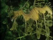 Eyewitness (1994-1997)