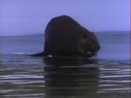 Grand Teton Wilderness (1991)