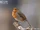 European Robin