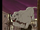 Transvaal Lion