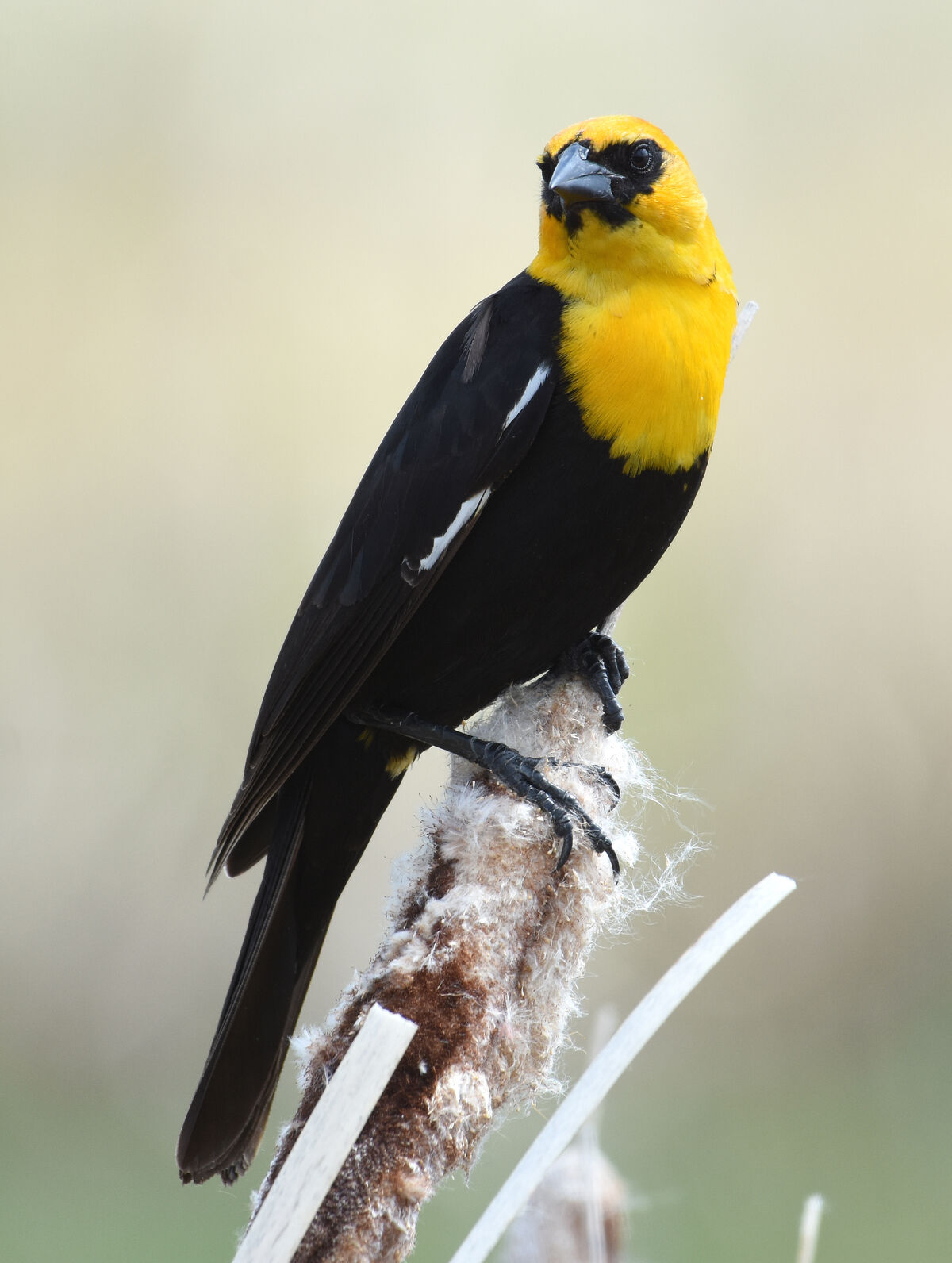 New Jersey: Eastern Goldfinch saw one of these today!! Beautiful birds, Animals