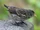 Cocos Finch