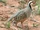 Chukar