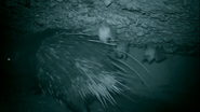 Earth's Great Rivers (2019)