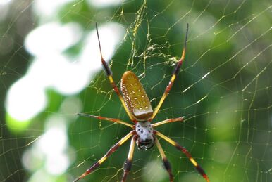 Spider season in Australia (found on r/NatureIsFuckingLit) : r/InclusiveOr