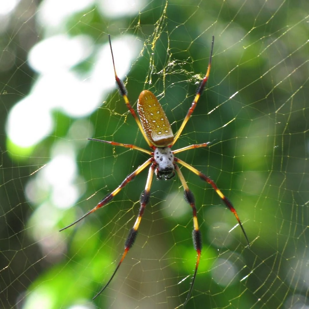 Trichomonly known as the golden silk orb-weaver, golden silk spider, or ban...