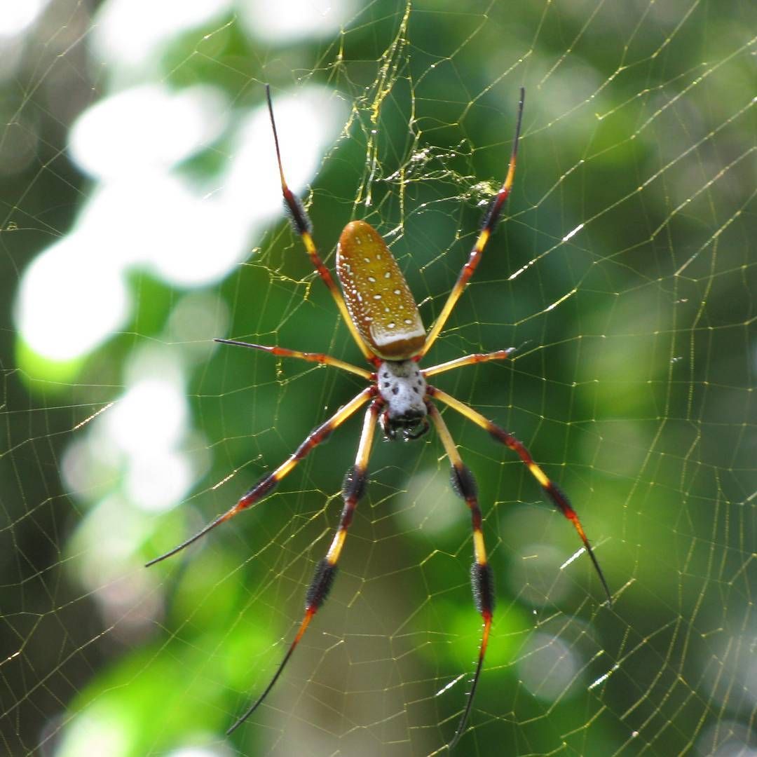 Golden silk web: Golden Orb-weaving Spider • Flinders Ranges Field  Naturalists