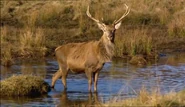 Moose in the Glen (2008)