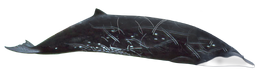 Pygmy-Beaked-Whale