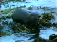The Emerald Isle (1990)