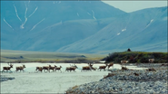 To the Arctic (2012)
