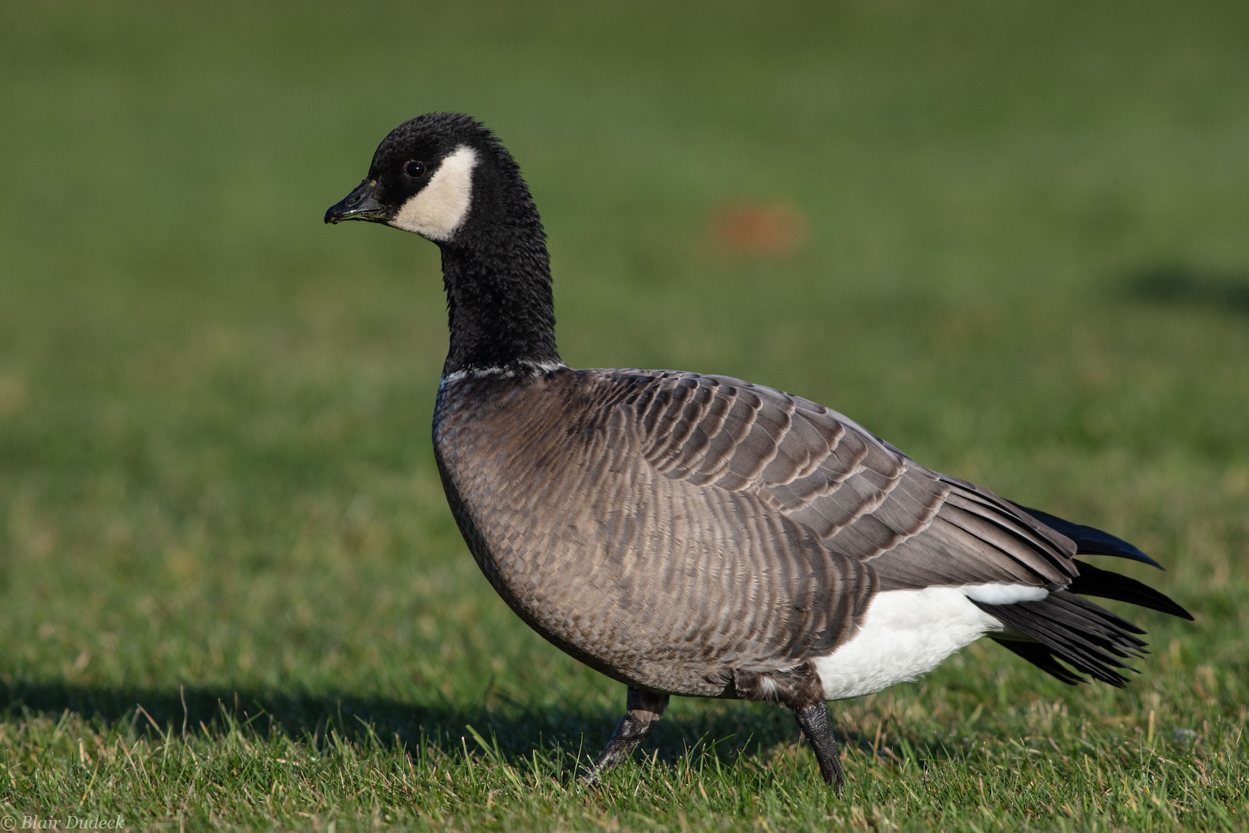 Domestic Goose, NatureRules1 Wiki