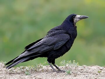 Rook (bird) - Wikipedia