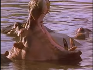Africa's Animal Kingdom (1993)