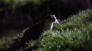 Animals After Dark (2019)