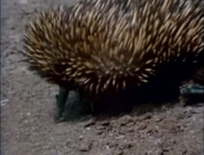 Australia's Animal Mysteries (1983)