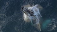 Frozen Planet (2011)