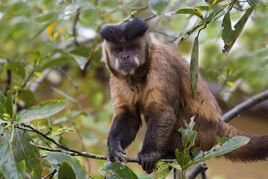 Male-tufted-capuchin-cebus-apella-brown-capuchin-black-capped-capuchin-brazil u-l-q12scti0