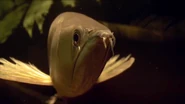 Mythos Amazonas (2010)