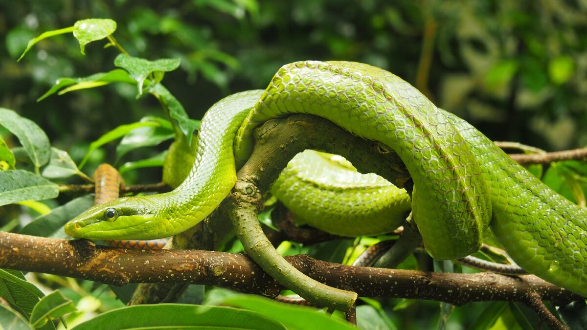Red-tailed Rat Snake | NatureRules1 Wiki | Fandom